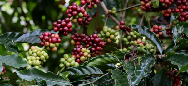 Gayo